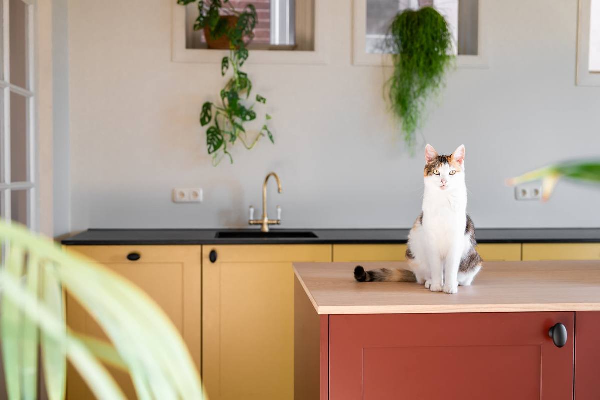 Fronten op kleur gespoten — beeld 3